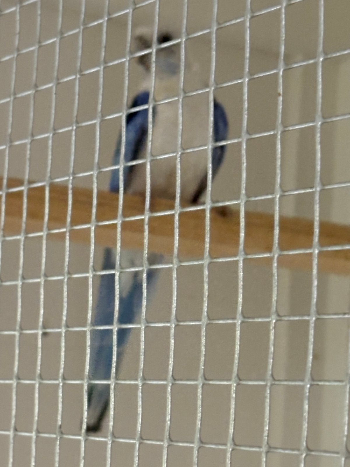 Blauwe opaline prachrossela 2025, Mannelijk, Parkiet, Geringd