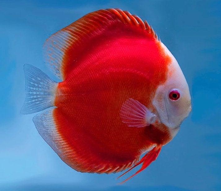 Discus Red Melon - ca 6 cm - Koidream Valburg, Vis, Zoetwatervis