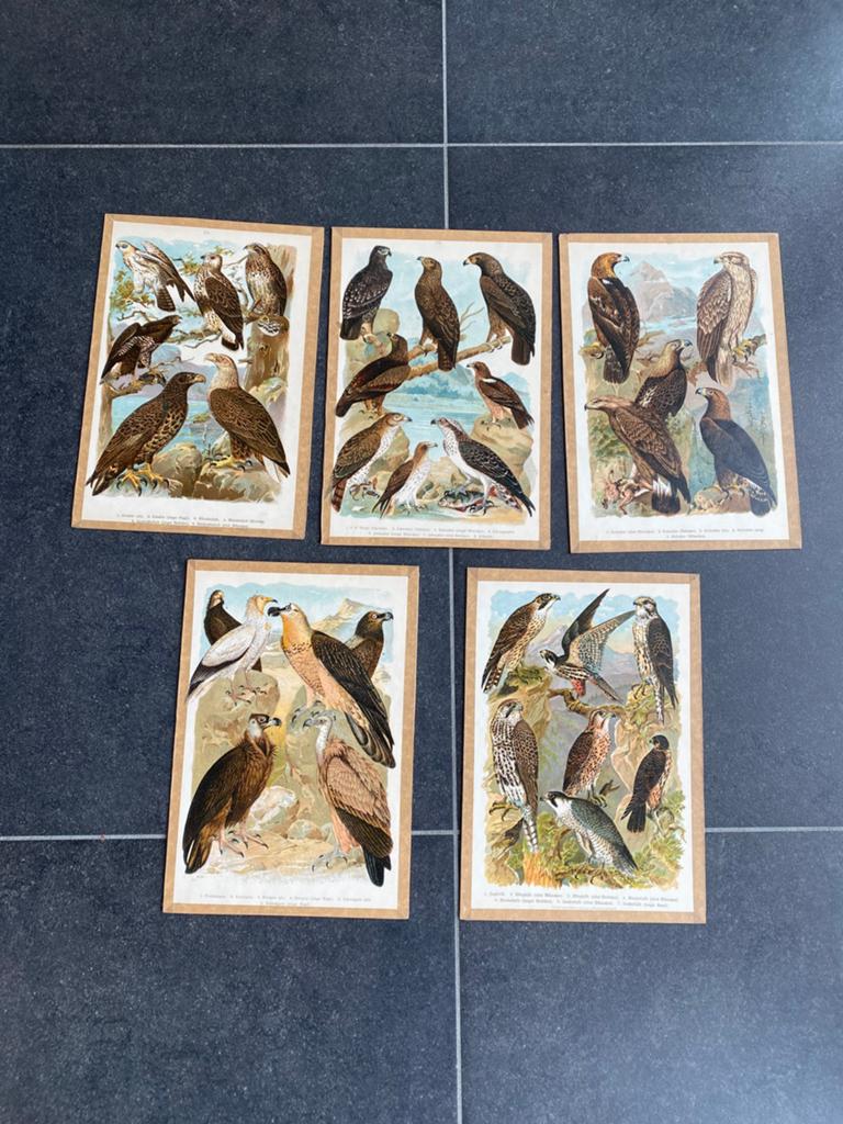 Meerdere prenten roofvogels/ vogels 20x28 cm pst 5 euro, Antiek en Kunst, Ophalen of Verzenden, Natuur en Biologie