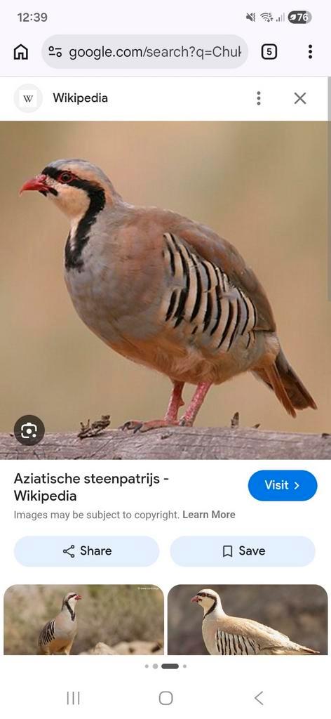 Gezocht! Chukar Hen!, Dieren en Toebehoren, Vrouwelijk