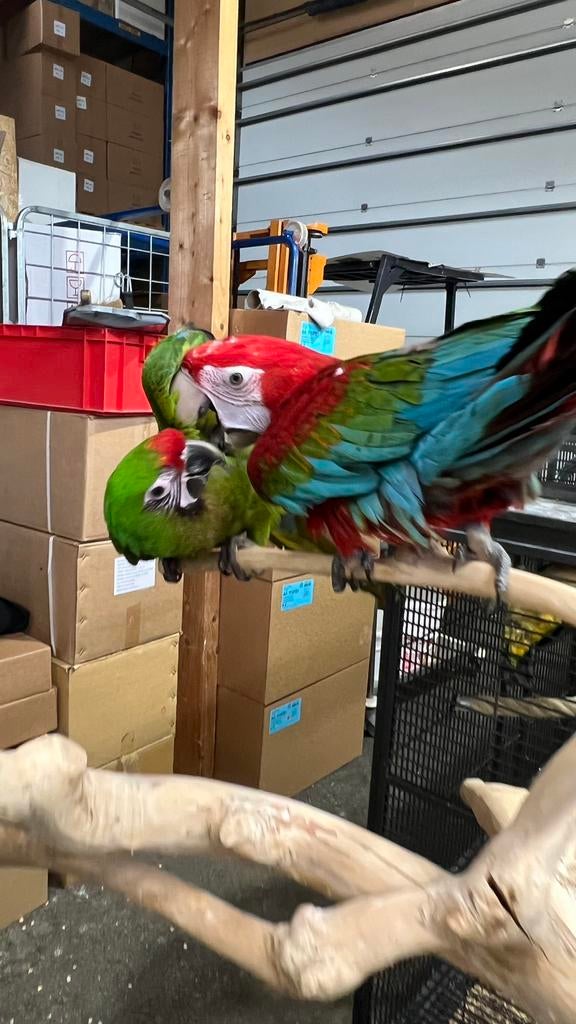 Tamme Groenvleugels ara pop, Dieren en Toebehoren, Mannelijk, Papegaai, Pratend