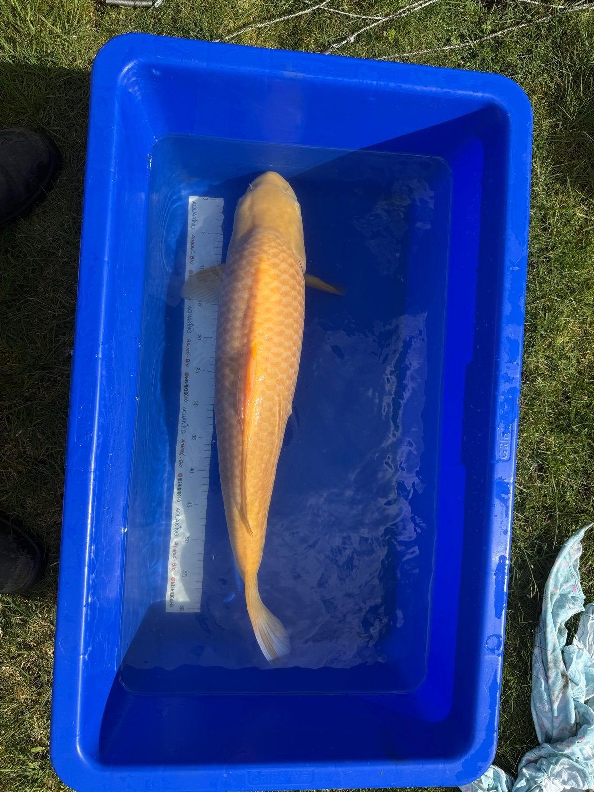 Koi bestand - 13 stuks van 45-75 centimeter, Dieren en Toebehoren, Vissen | Vijvervissen, Karper of Koi