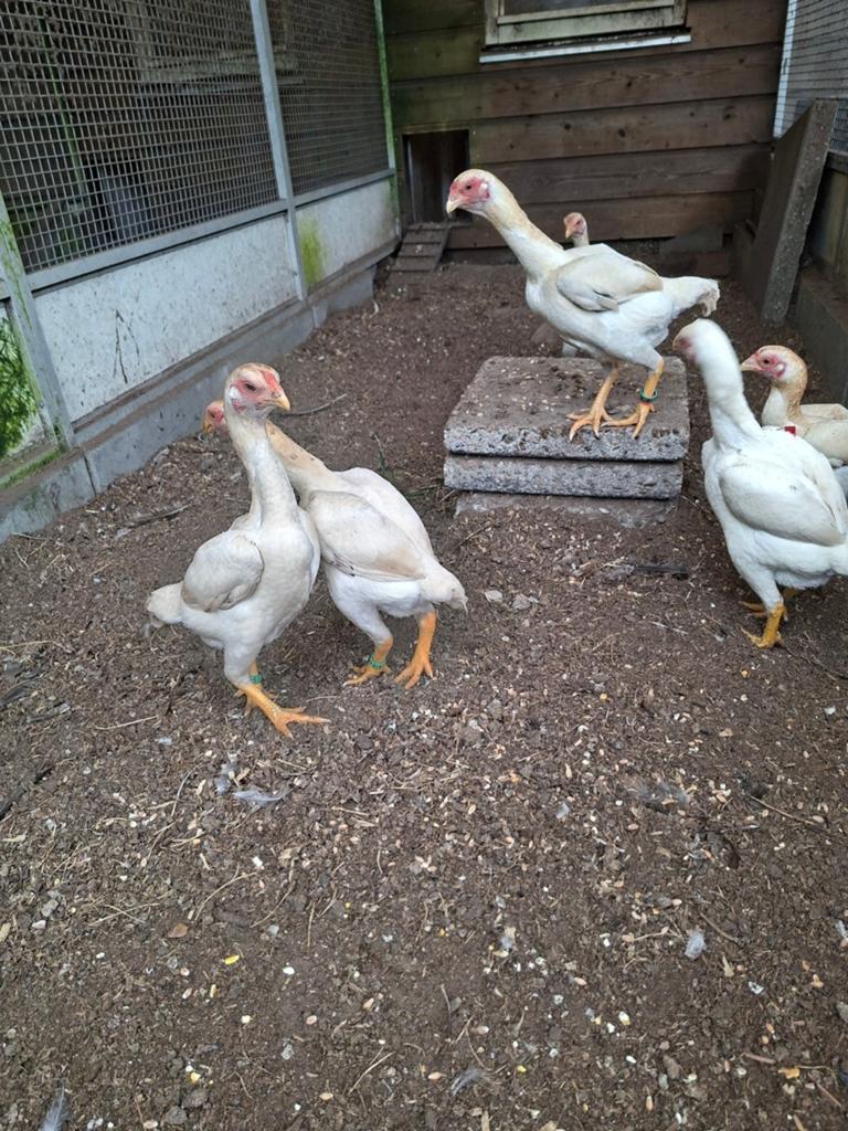 Ko Shamo hennen, meerdere kleuren, Dieren en Toebehoren, Vrouwelijk, Kip