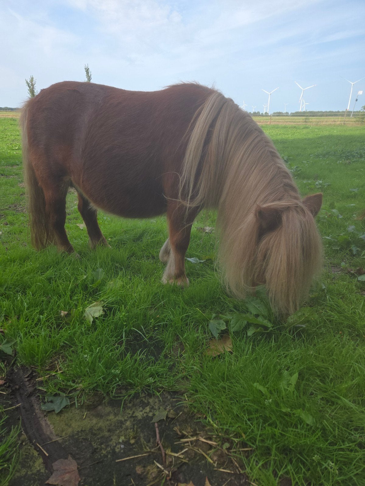 lieve drachtige merrie, Dieren en Toebehoren, Merrie, A pony (tot 1.17m)