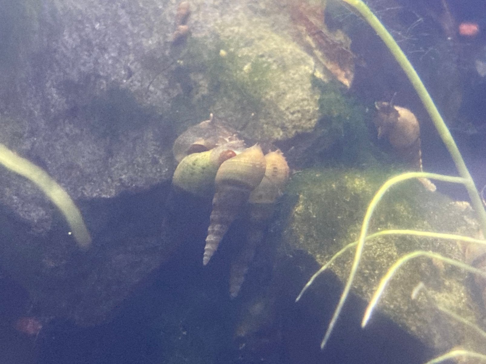 Torenslakken, Dieren en Toebehoren, Ophalen, ., Overige typen, Overige merken