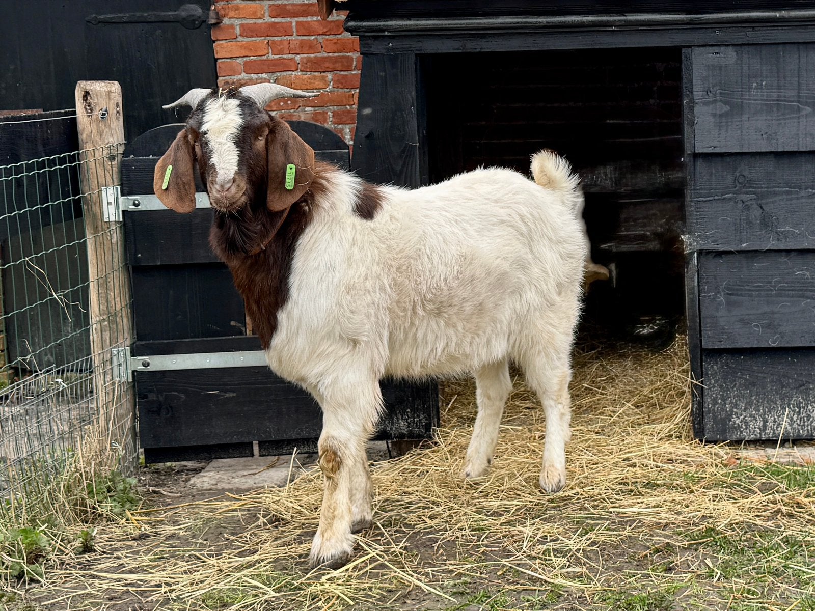 Boergeit bok, Dieren en Toebehoren, Mannelijk, Geit