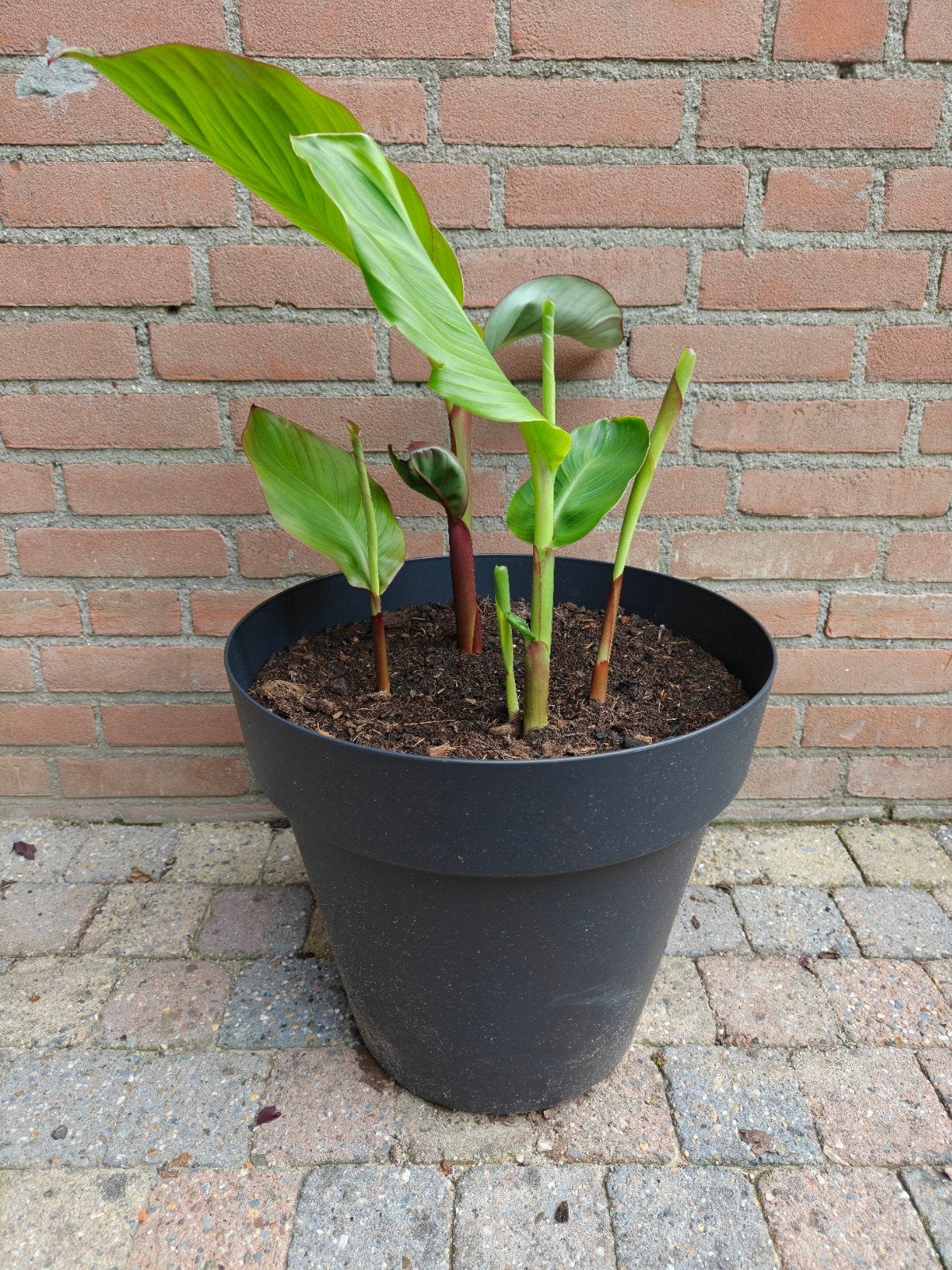 Kleine en grote potten met canna's tekoop., Tuin en Terras, Ophalen, Overige soorten, Volle zon