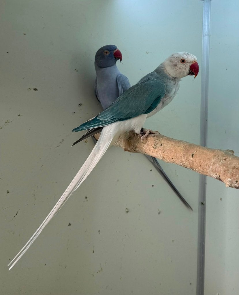 kweekkoppel halsbandparkieten opaline bont wkws, Dieren en Toebehoren, Meerdere dieren, Parkiet