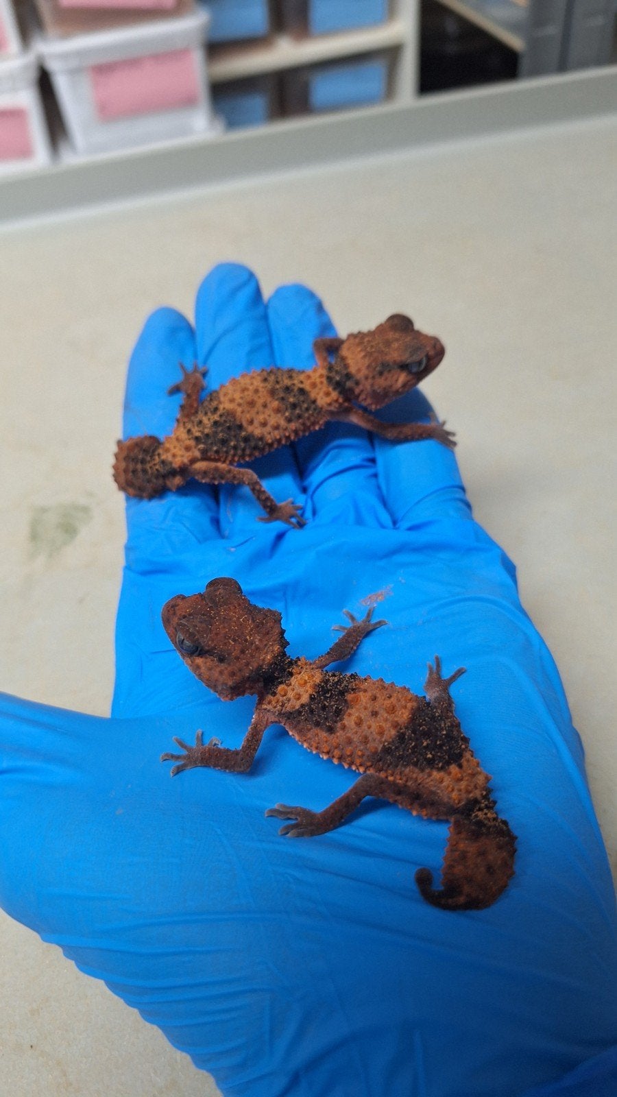 nephrurus cinctus 2025, Hagedis, Tam, 0 tot 2 jaar