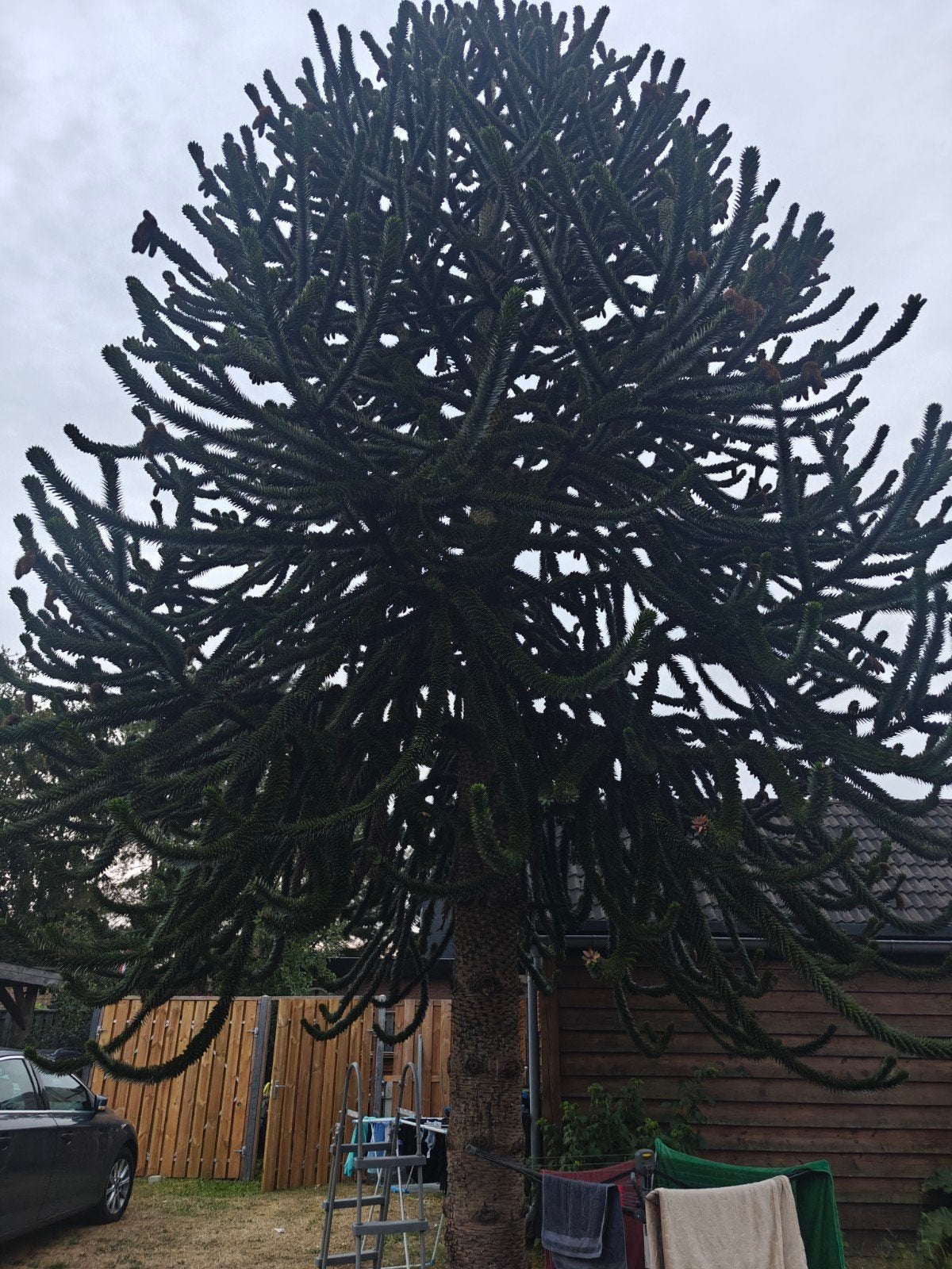 Grote Slangenden (Araucaria araucana) - 7 meter, Ophalen, Overige soorten, 400 cm of meer