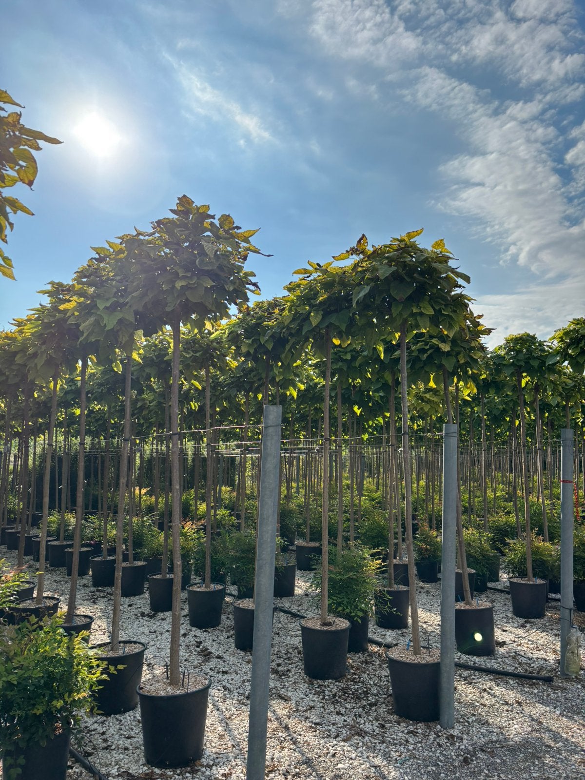 Catalpa bignonioides ‘Nana’ – Bolcatalpa 220 cm, Tuin en Terras, Volle zon, Lente, 100 tot 250 cm, Overige soorten