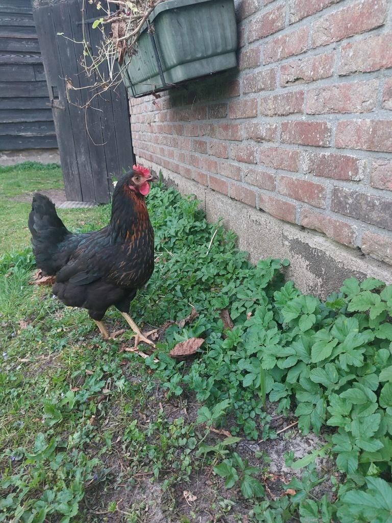 Harco legkippen - Goede leggers - Rustige kippen, Dieren en Toebehoren, Pluimvee, Vrouwelijk, Kip