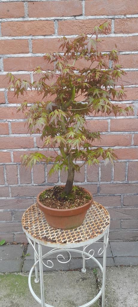 Bonsai Acer palmatum 'Orange dream", Tuin en Terras, Planten | Bomen, Bloeit niet, Halfschaduw, Minder dan 100 cm, Overige soorten
