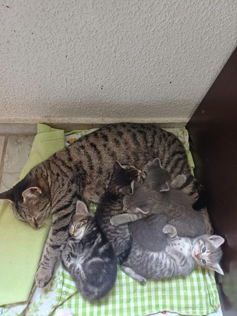 Nog 1 kitten beschikbaar uit dit prachtige nestje, Poes