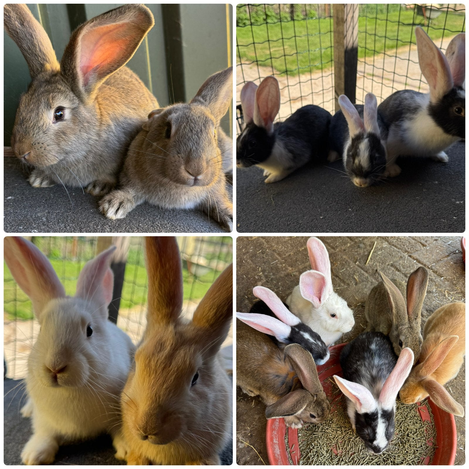 Vlaamse reuzen, Meerdere dieren, Groot