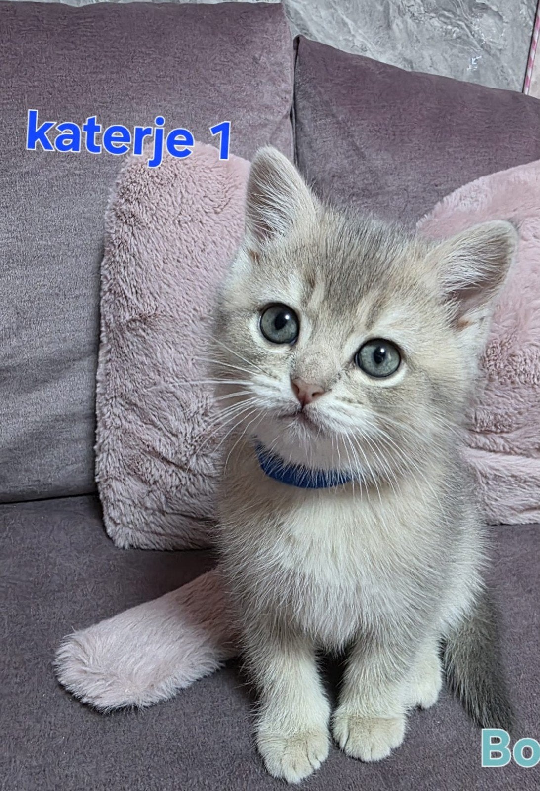 Britse korthaar kittens, Dieren en Toebehoren, Katten en Kittens | Raskatten | Langhaar, Kater, Ontwormd