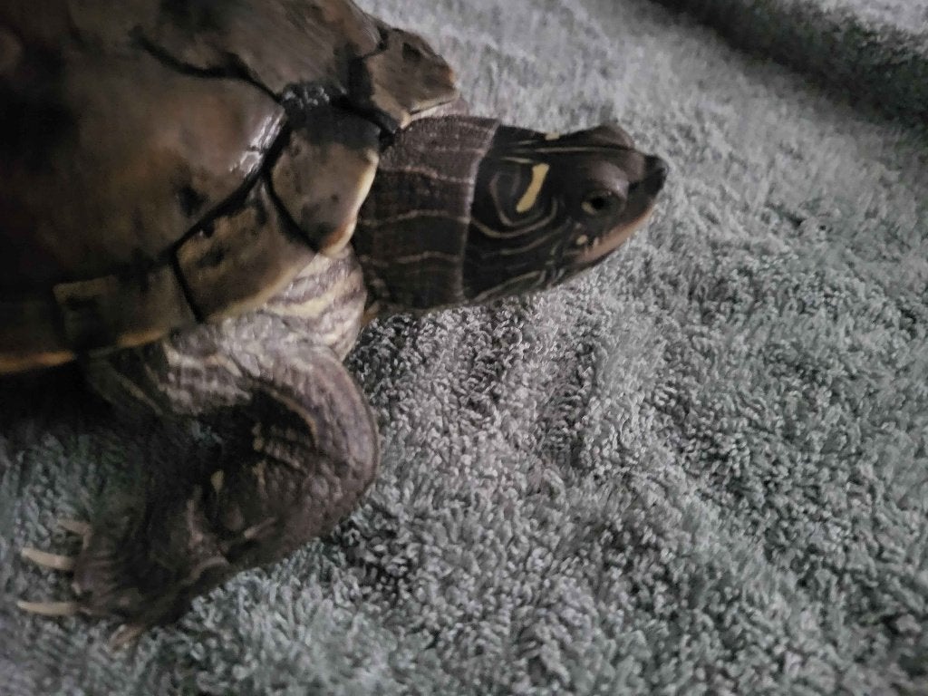 eileggend vrouwtjes waterschildpad t.e.a.b. Turtle photo 2