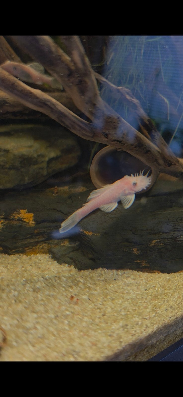 3 snow whites, Vis, Zoetwatervis