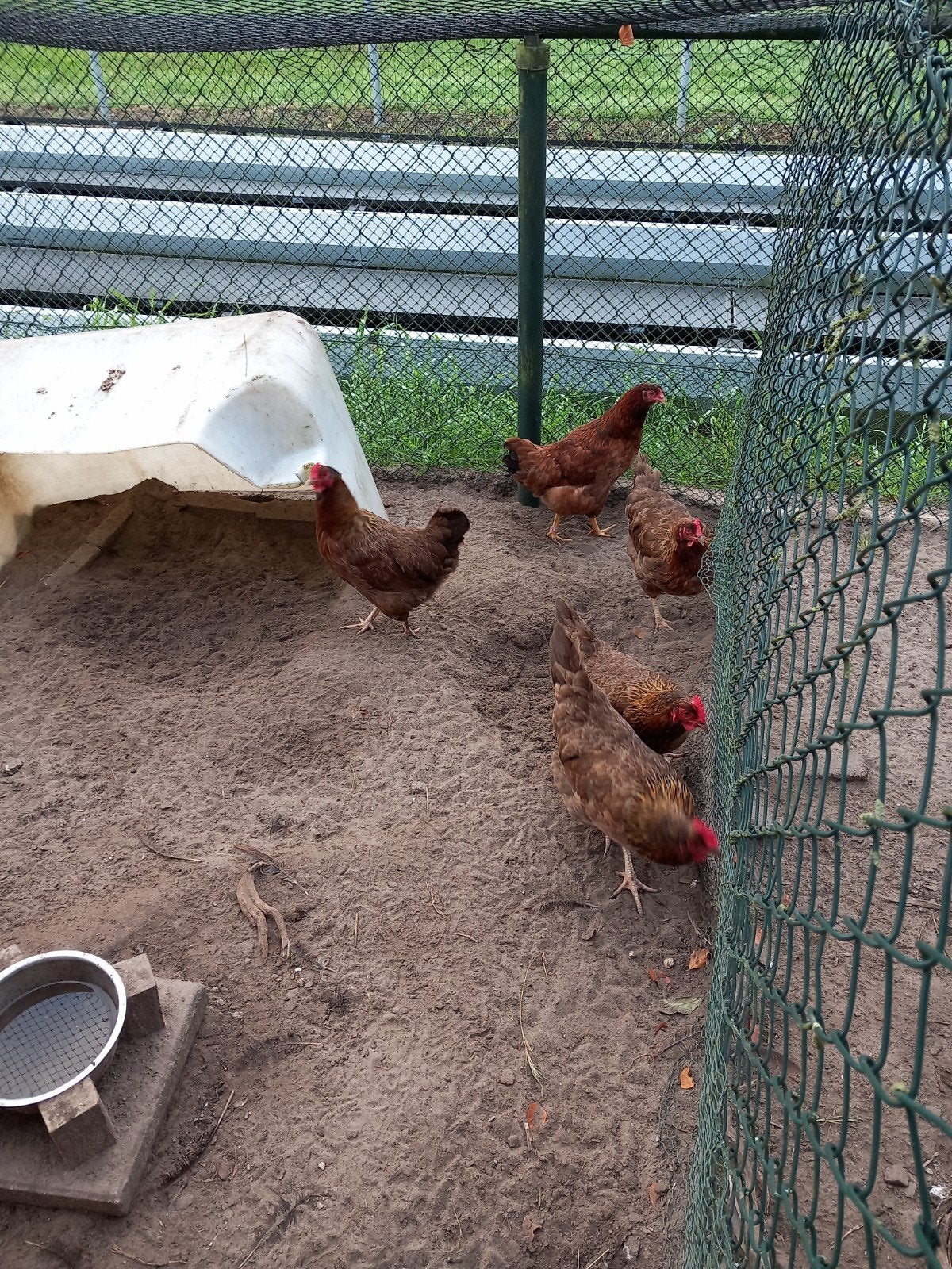 welsemer legkippen, Dieren en Toebehoren, Meerdere dieren, Kip