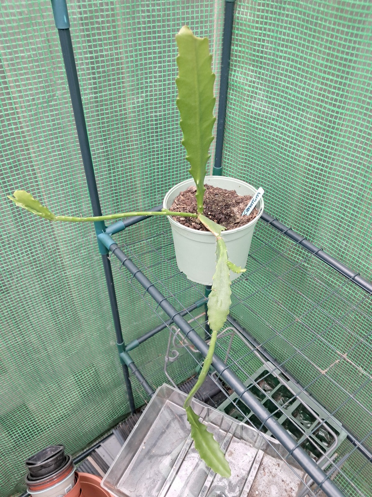 Epiphyllum Crenatum, Ophalen