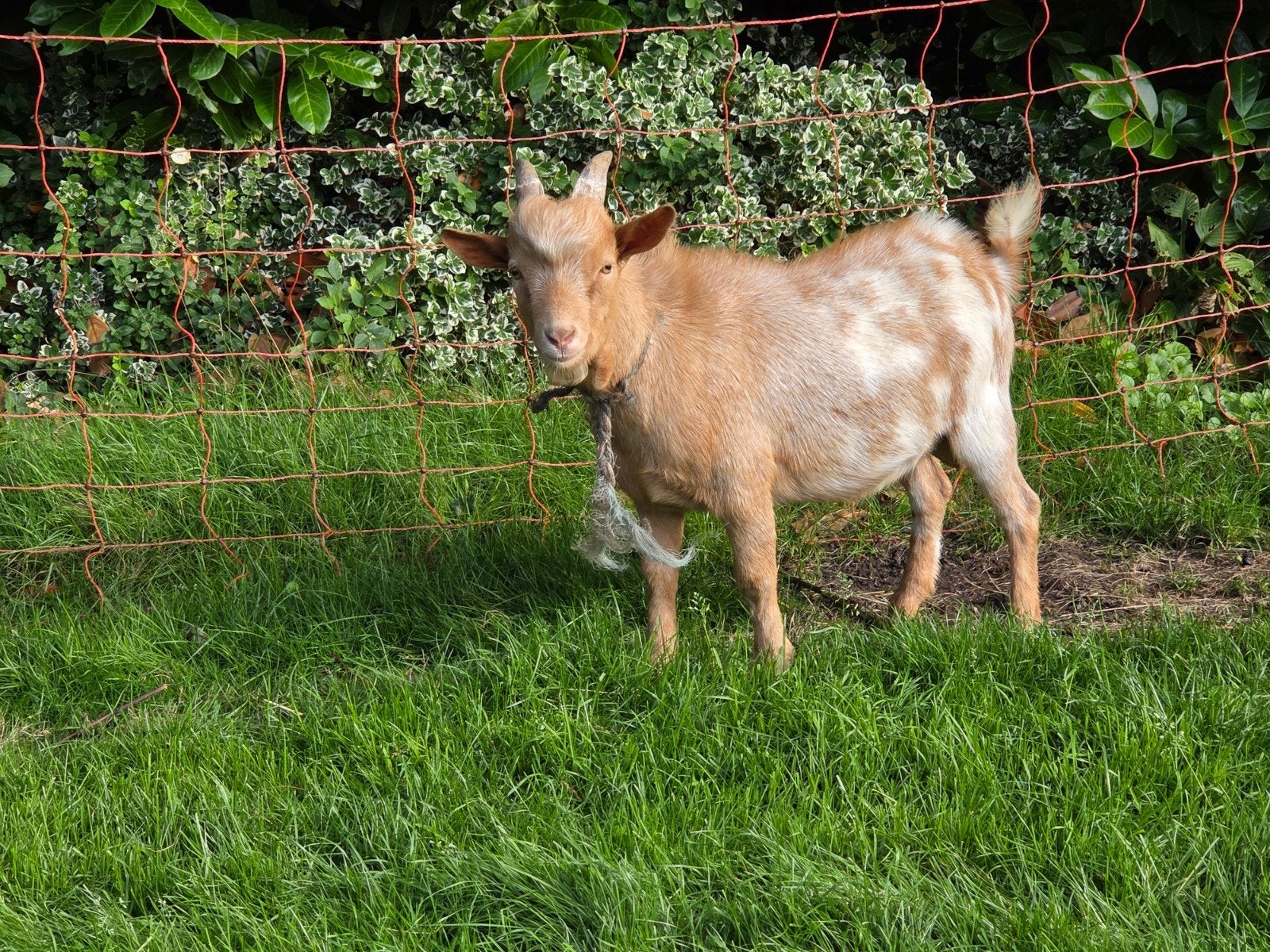 Dekrijp camelkleurig dwergbokje ., Mannelijk, Geit