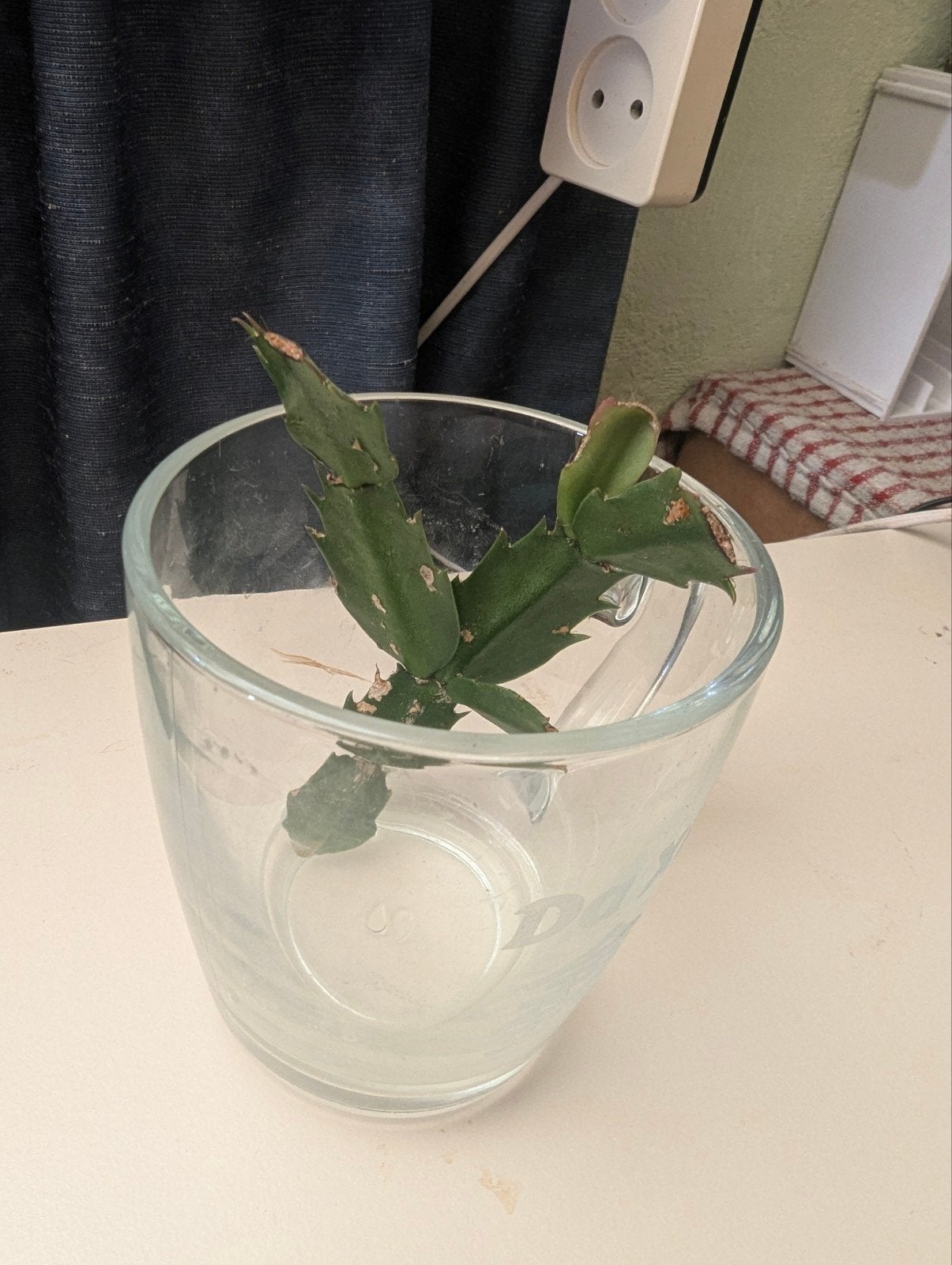 Stek thanksgiving cactus, lidcactus, Ophalen of Verzenden, Cactus, Halfschaduw, Minder dan 100 cm