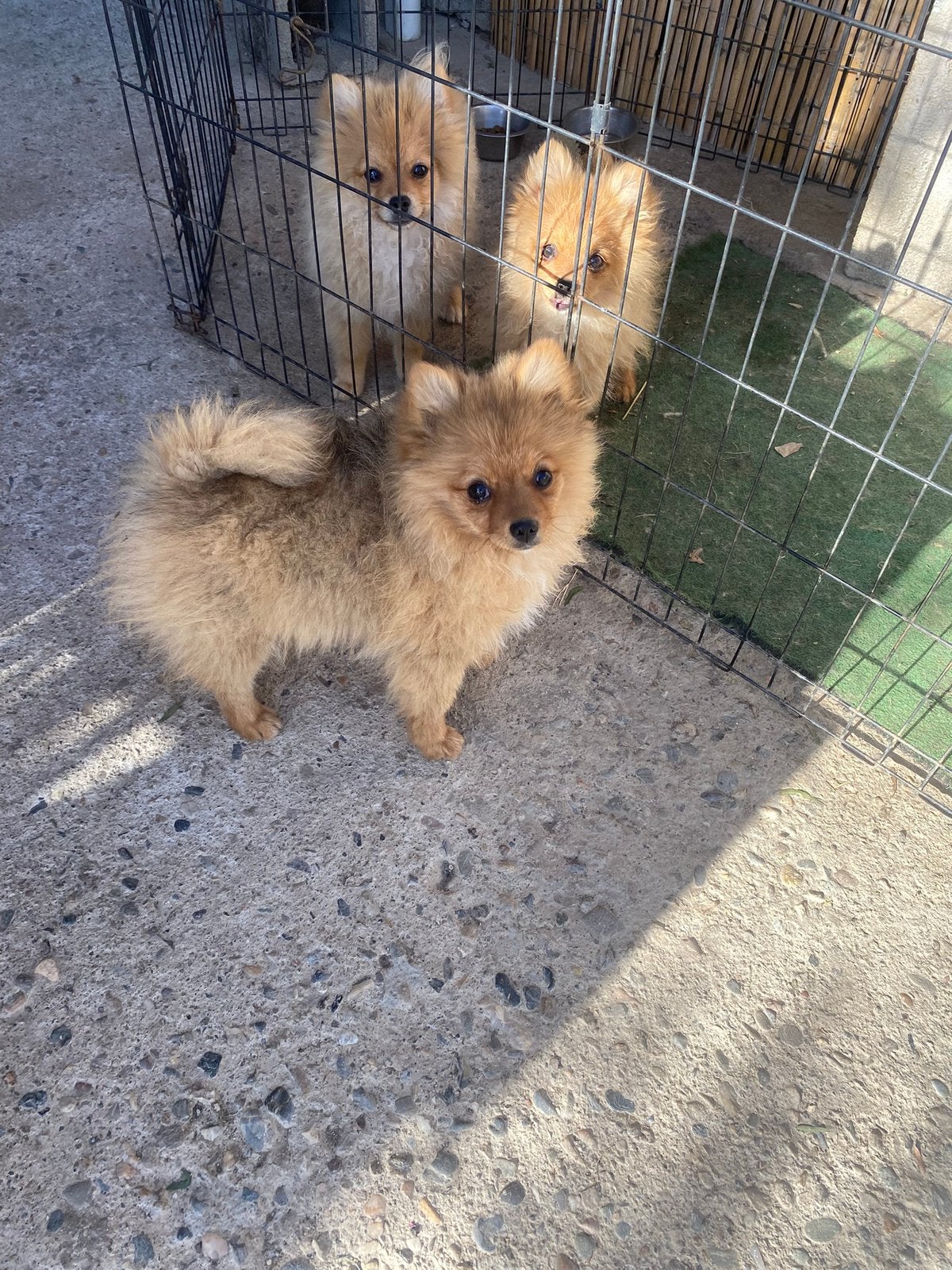 Pommeraan, Parvo, België, Particulier, 15 weken tot 1 jaar