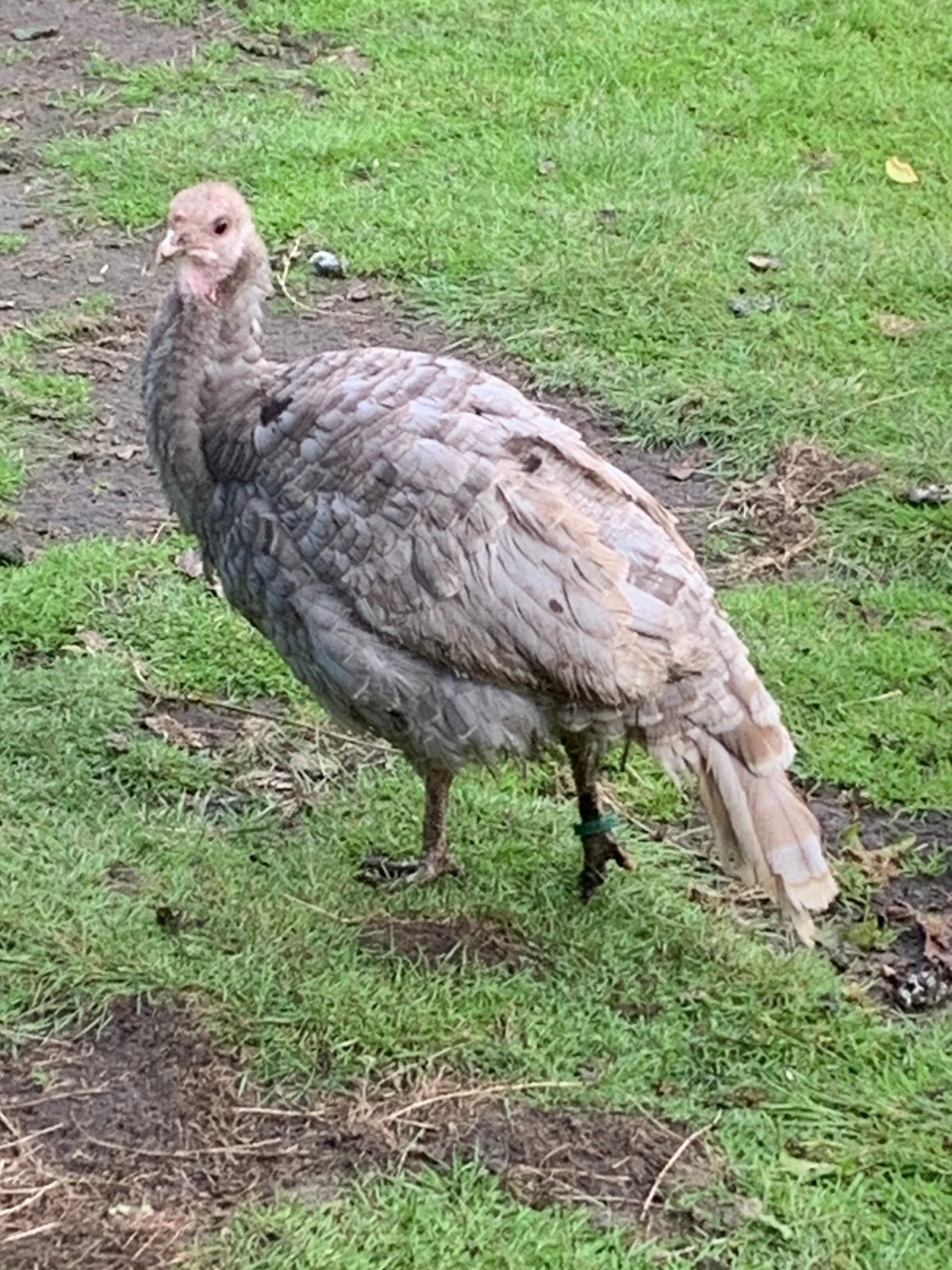 Blauwe kalkoen hen, Vrouwelijk, Kalkoen