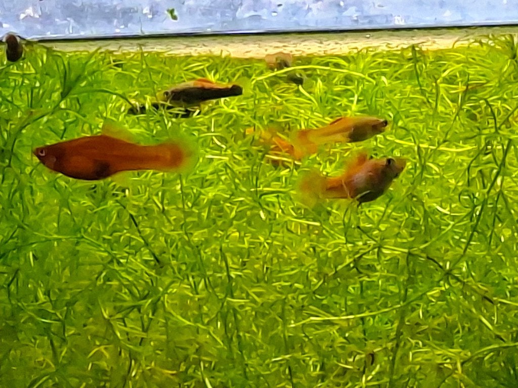 jonge visjes zwaarddragers - Xiphophorus helleri, Dieren en Toebehoren, Vissen | Aquariumvissen, Vis, Zoetwatervis