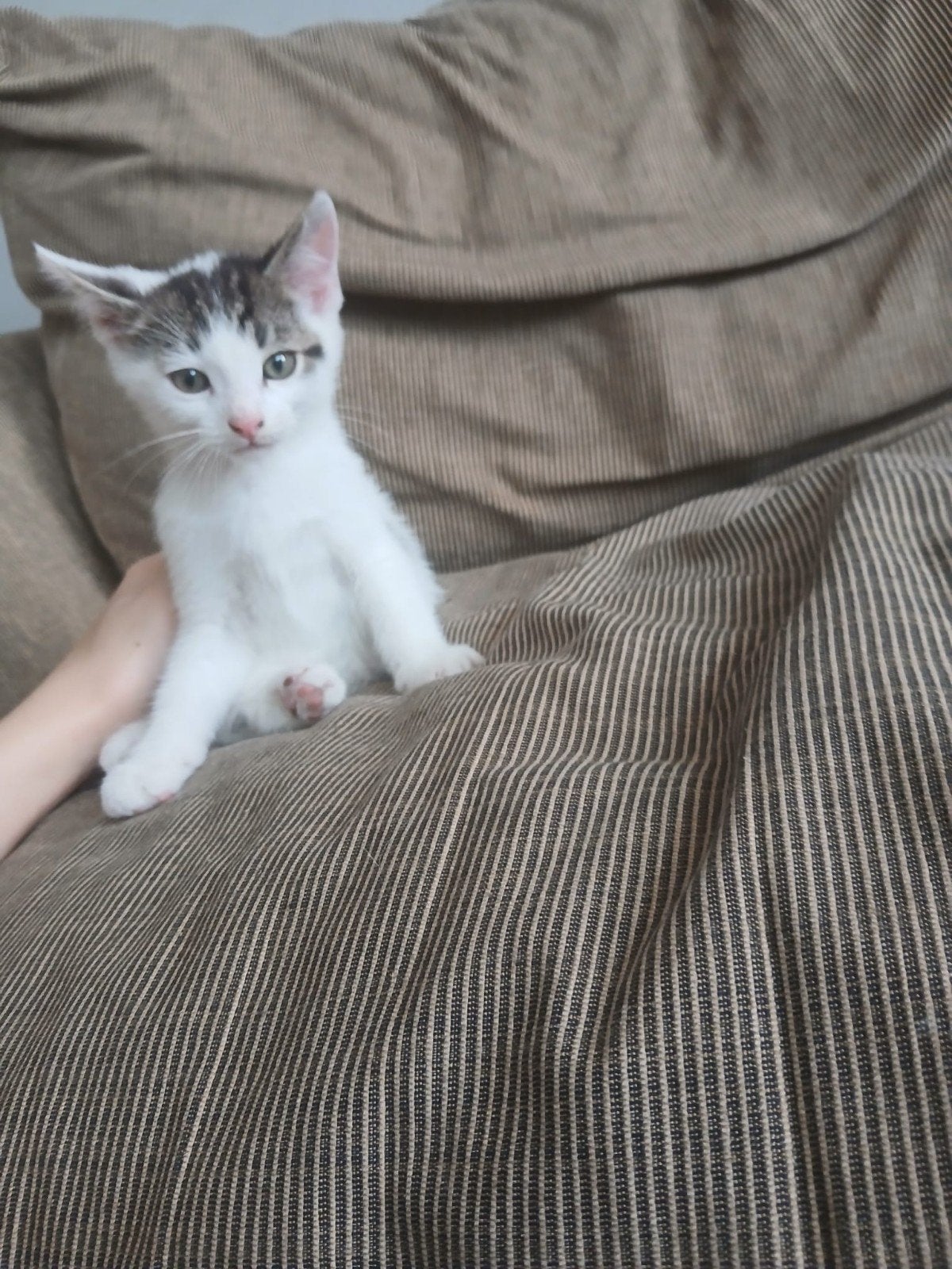 Kittens, Ophalen