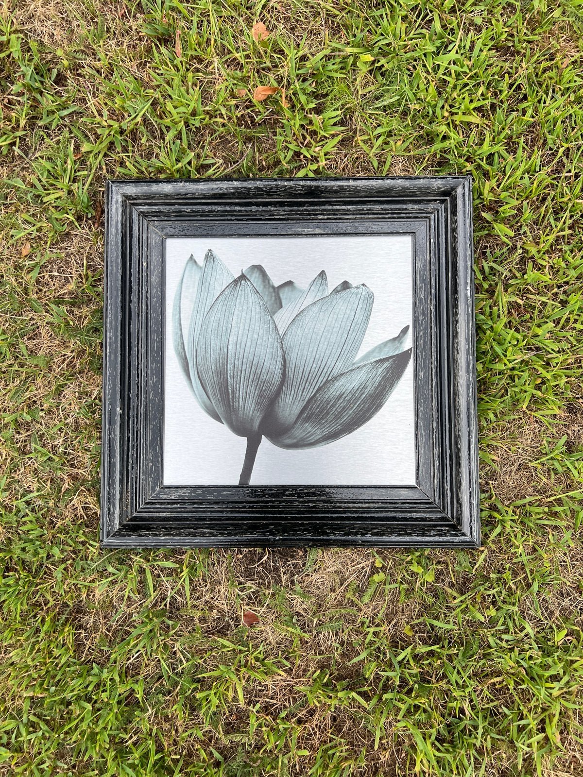 Zwarte fotolijst met lotusbloem afbeelding, Ophalen, Gebruikt, Fotolijst, Met afbeelding