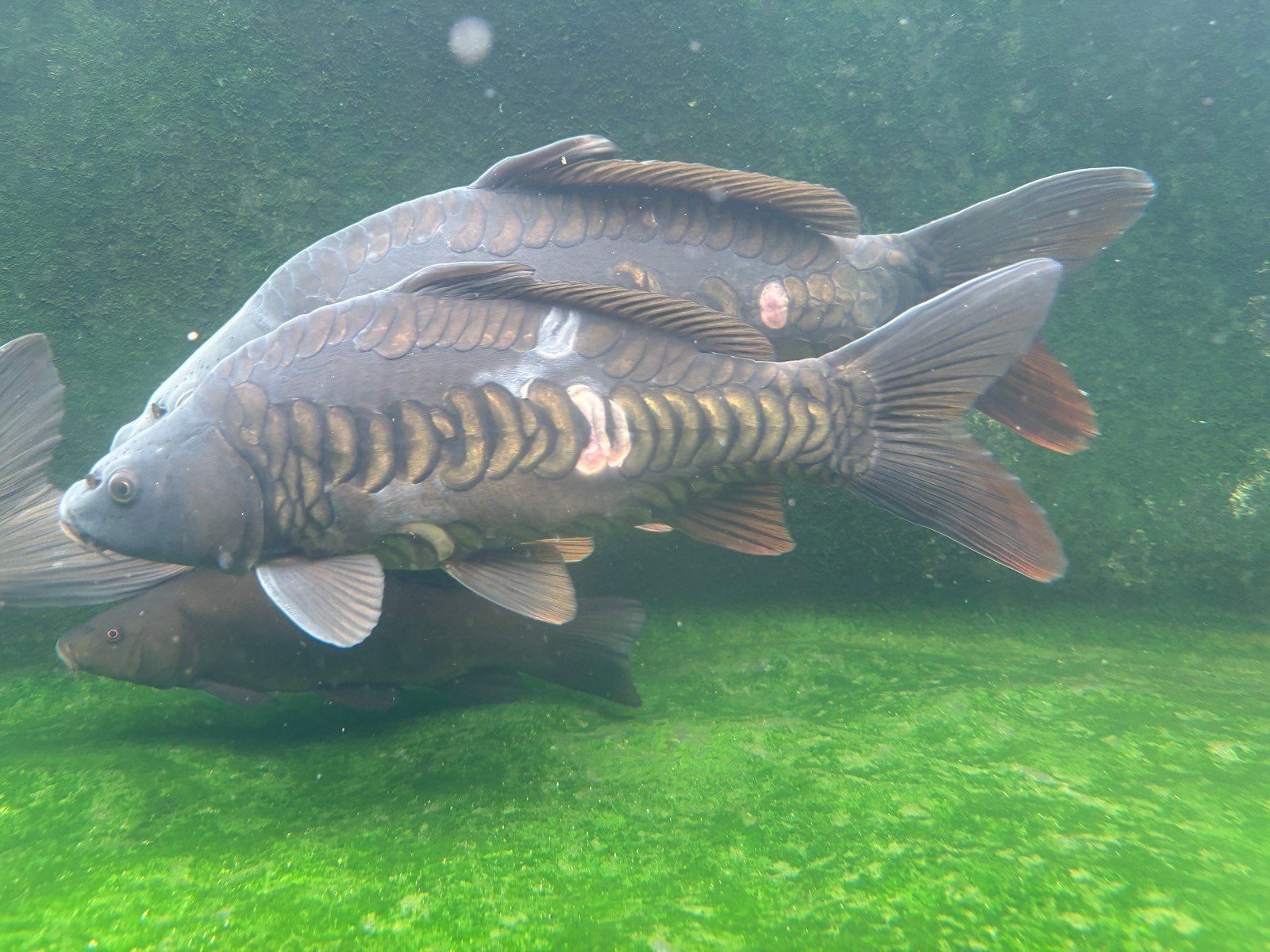 karpers, Dieren en Toebehoren, Vissen | Vijvervissen, Karper of Koi