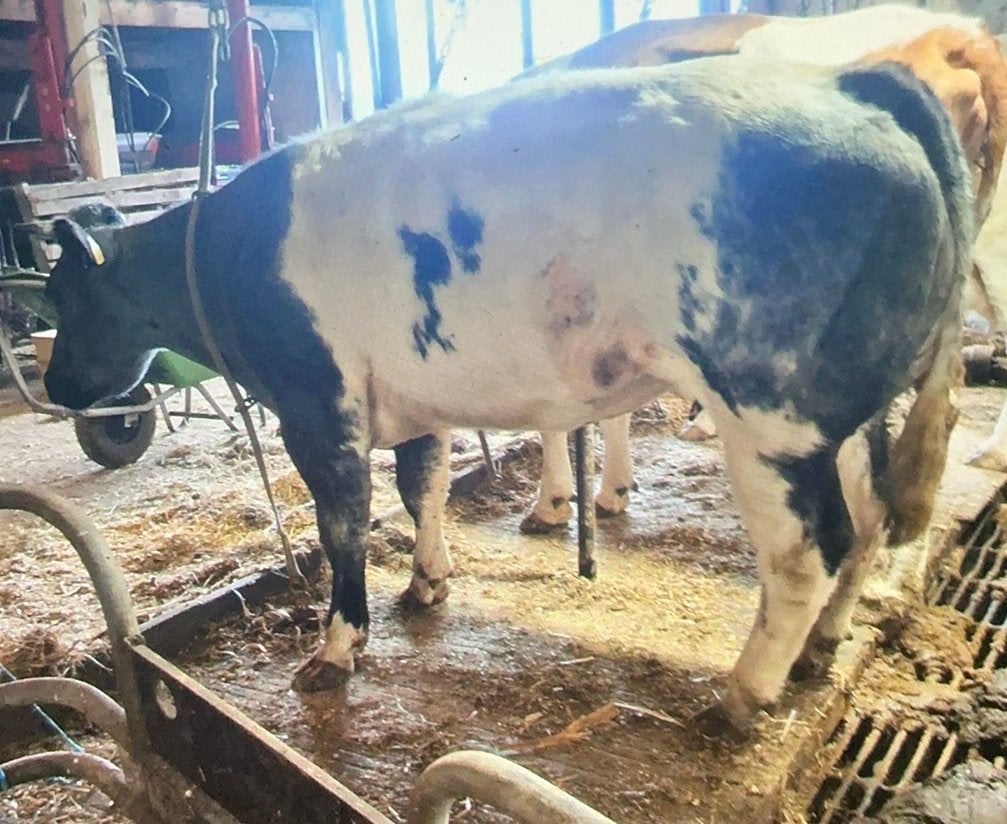 4 guste blauwe koeienLuxe dikbil stier,geboren:17–6-25., Dieren en Toebehoren, Mannelijk