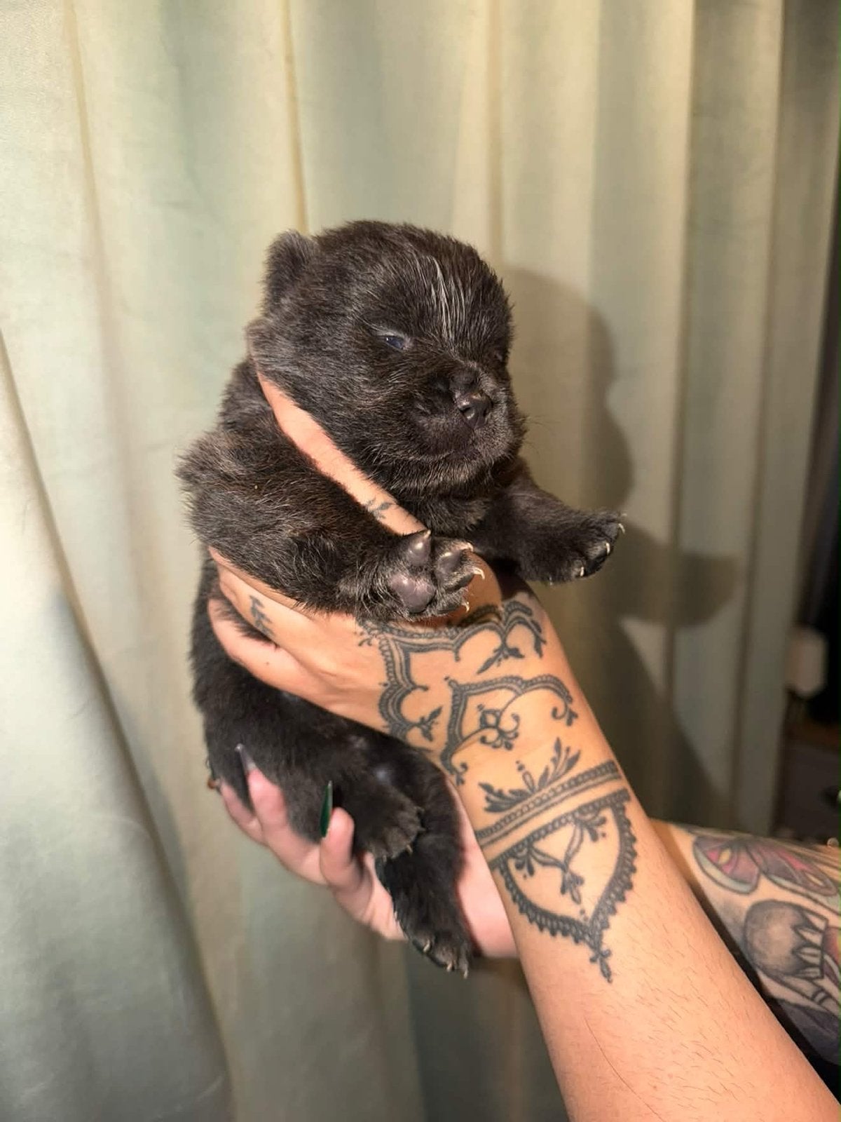 Chow Chow Pup Gastgezin Gezocht!, Particulier, Overige rassen, 8 tot 15 weken, Buitenland