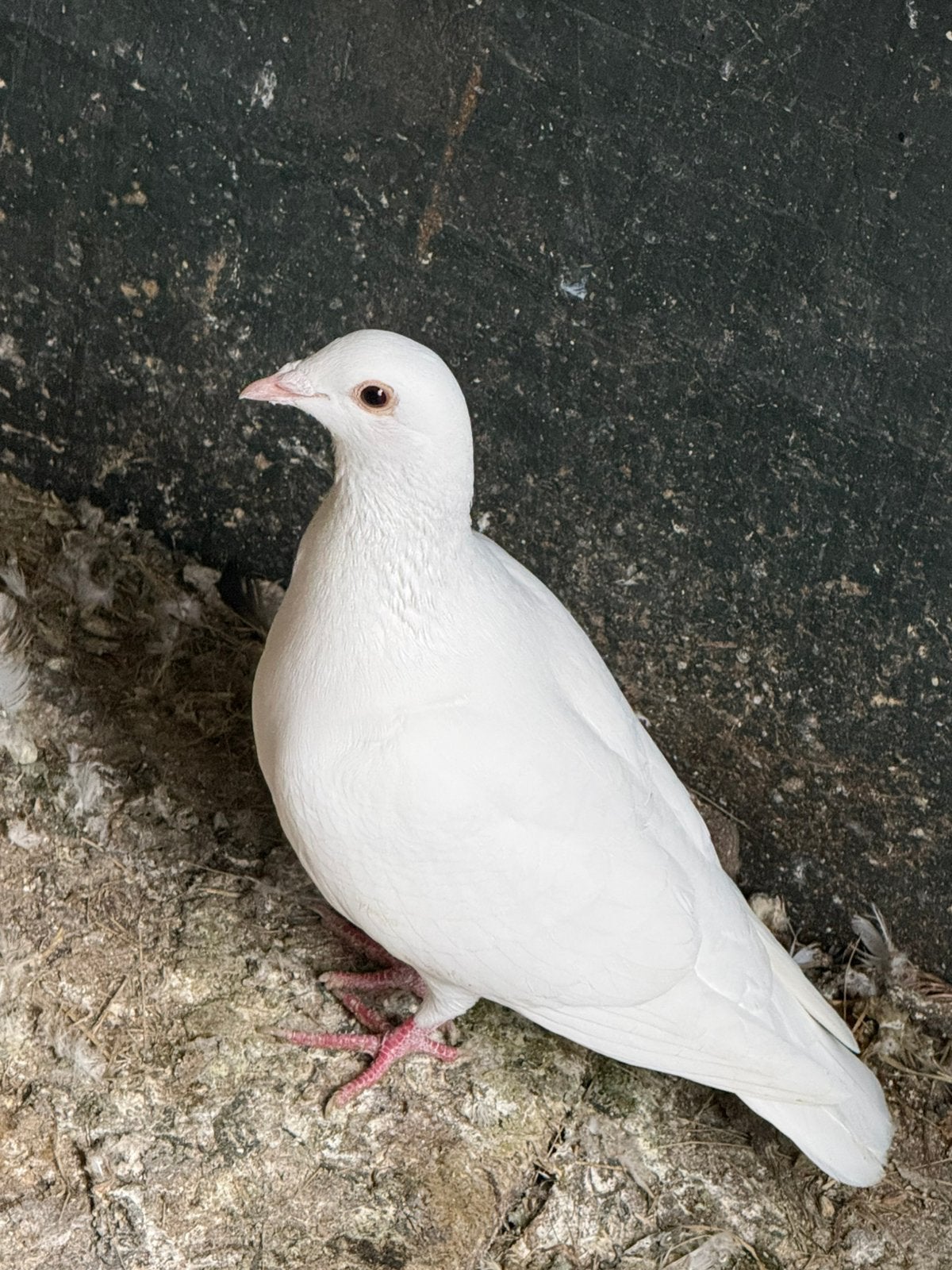 Twee mooie witte postduiven, Meerdere dieren, Postduif