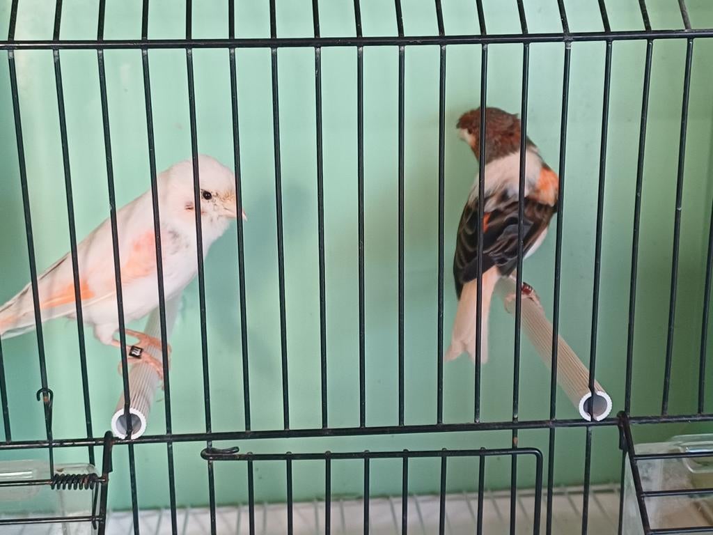 Koppel Harlekijn kanaries, Meerdere dieren, Kleurkanarie