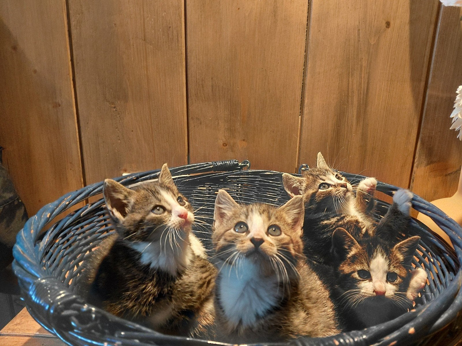 Kittens, Kater