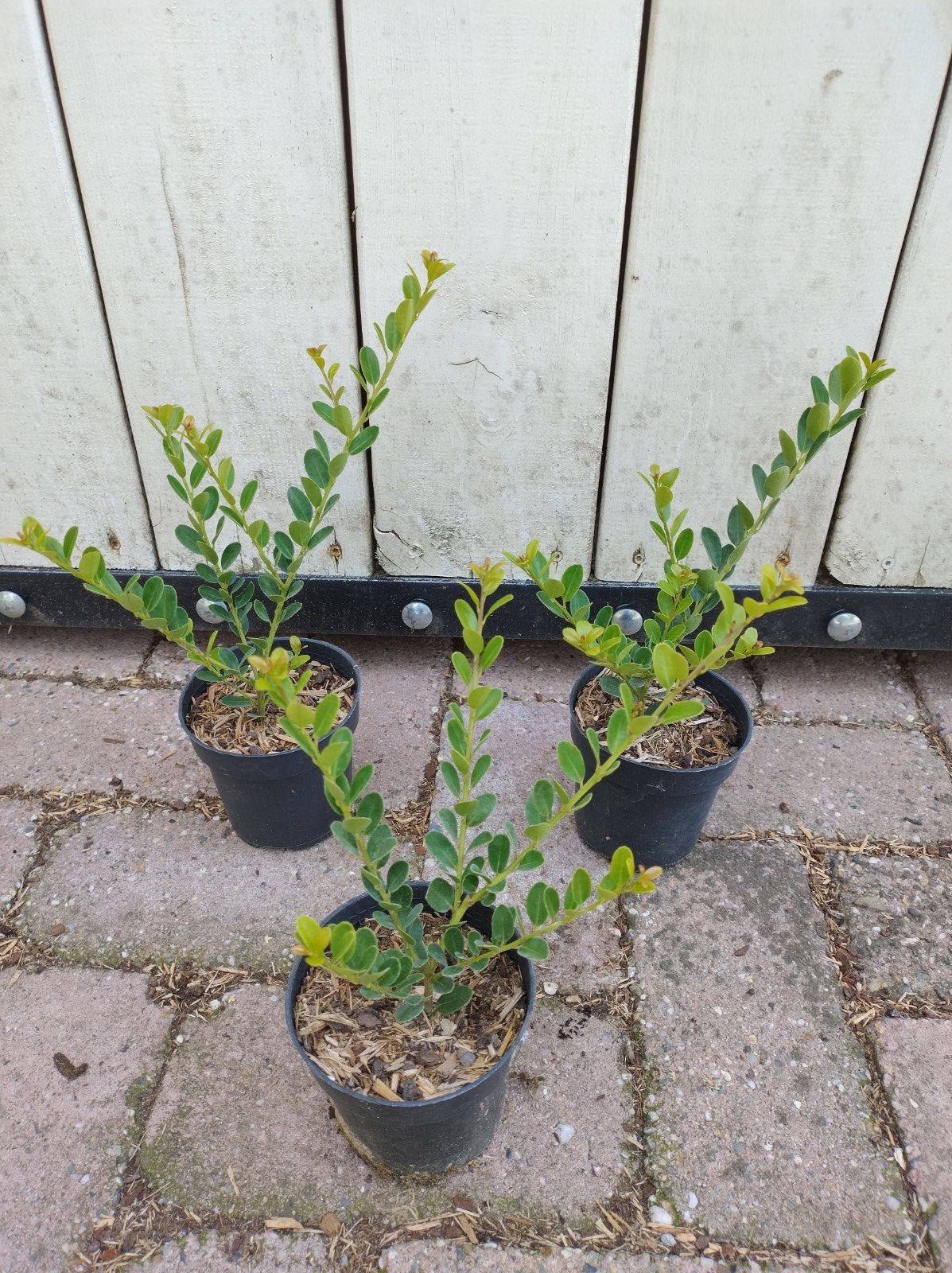 Ilex crenata Green Hedge, buxusvervanger. P9 plantgoed, Overige soorten, Vaste plant, Ophalen of Verzenden, Bloeit niet