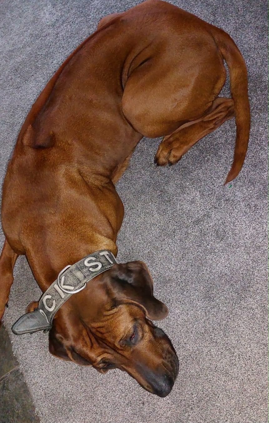 Lieve Rhodesian Ridgeback mooie donkere Teef F.C.I. stamboom, Dieren en Toebehoren, Honden | Beagles, Bassets en Lopende honden