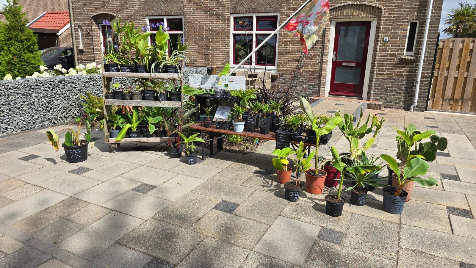 Tropische Tuinplanten te koop