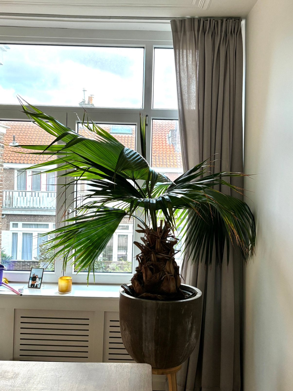 Grote Chinese Waaierpalm, Ophalen, Palm, Halfschaduw, 150 tot 200 cm