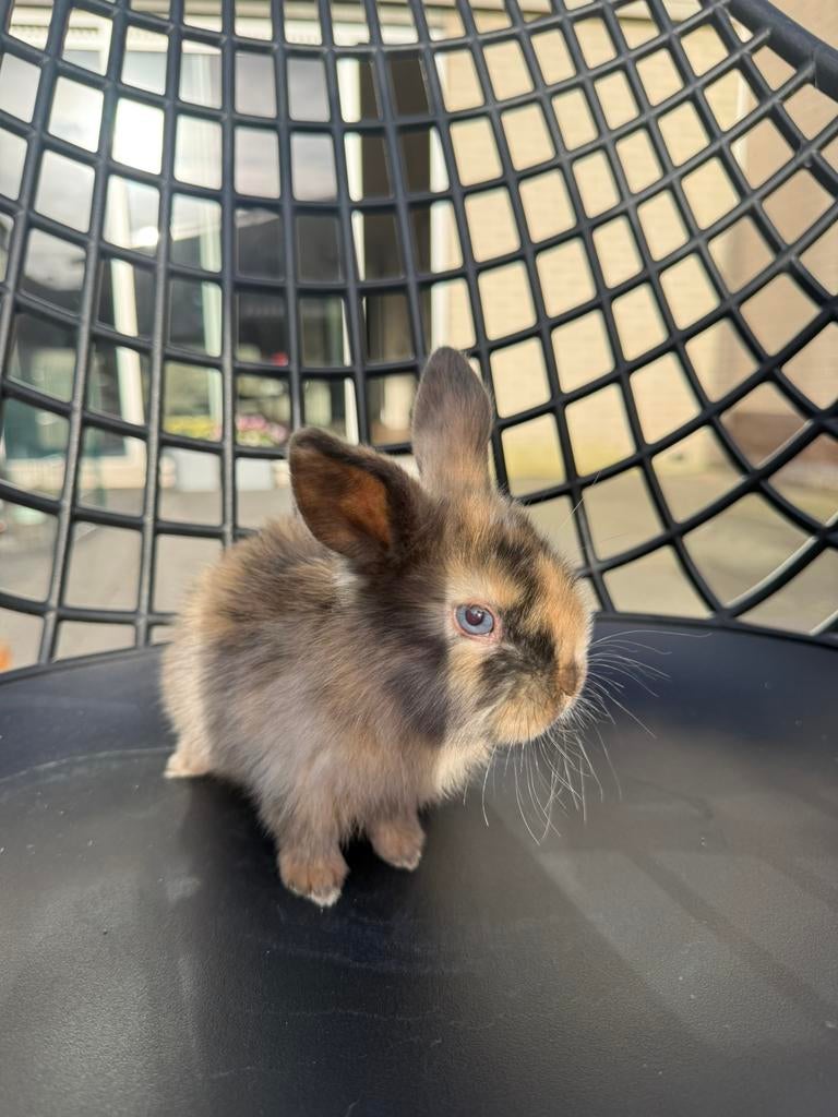 Mini lob konijntjes, Dieren en Toebehoren, Konijnen, Meerdere dieren