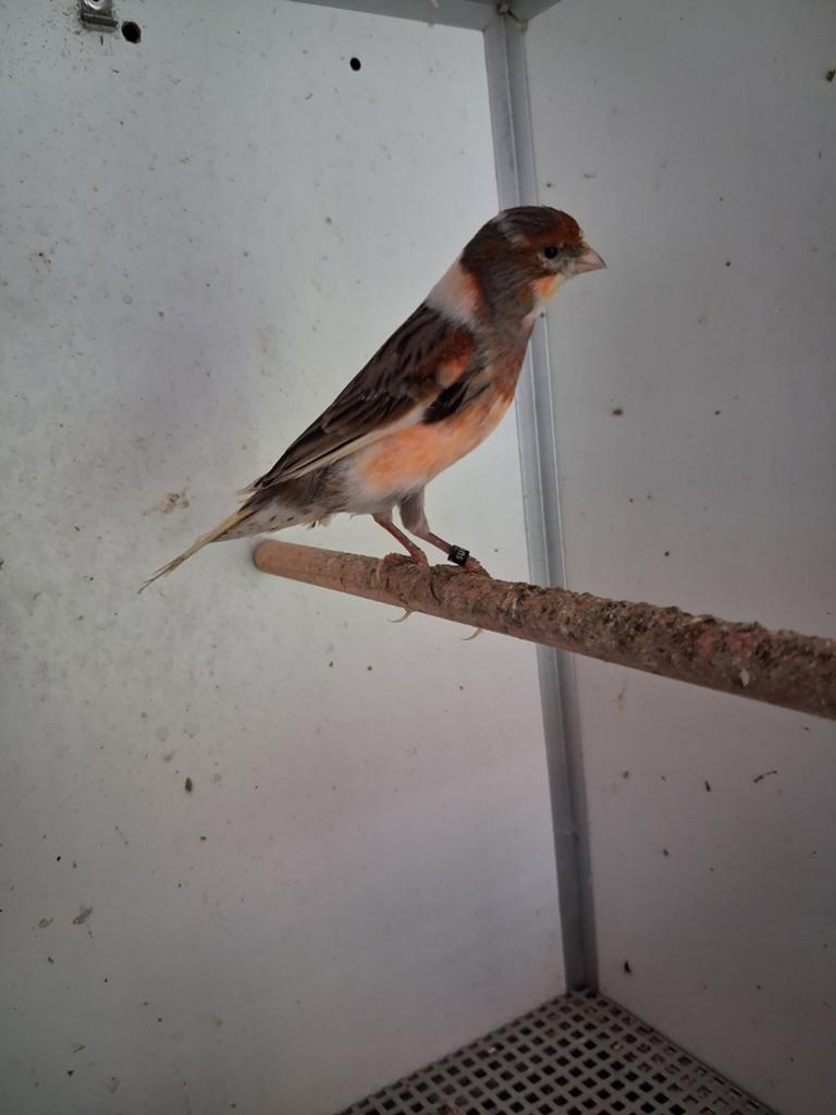 Koppel kanarie, Meerdere dieren, Kleurkanarie