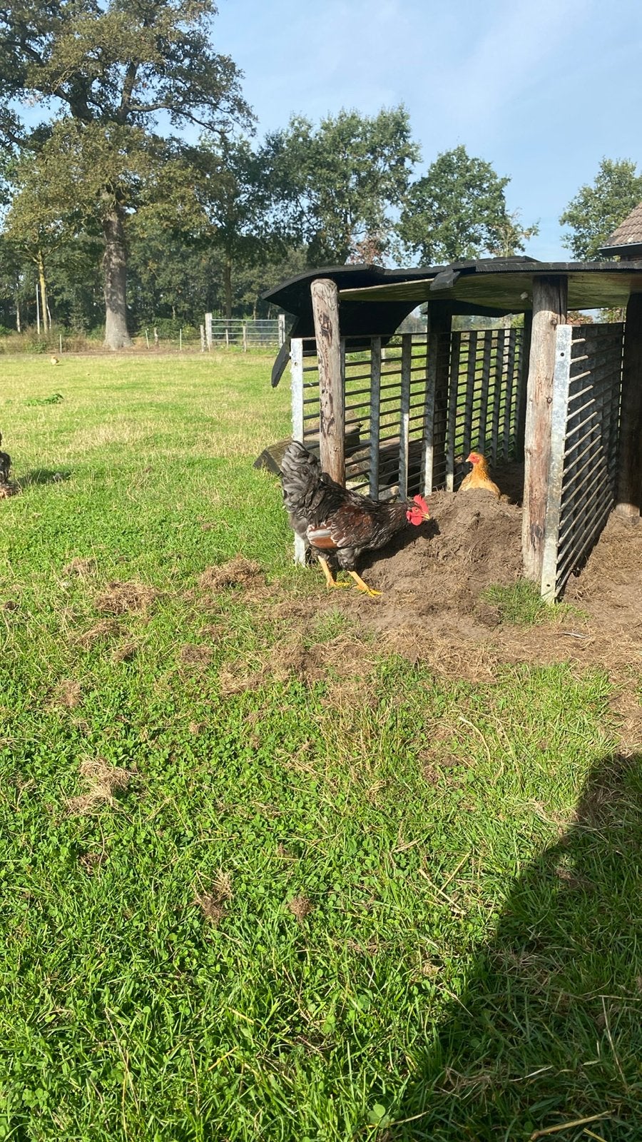 Hanen 4 stuks totaal, Dieren en Toebehoren