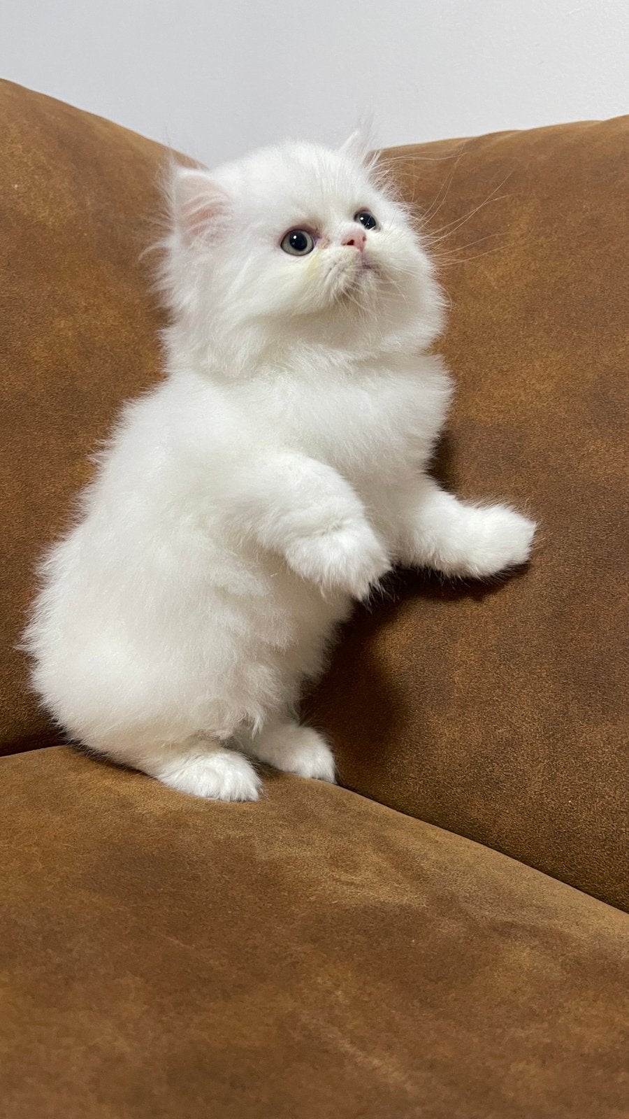 Perzische babykat (een kater).🥰, Dieren en Toebehoren, Katten en Kittens | Overige Katten, Kater