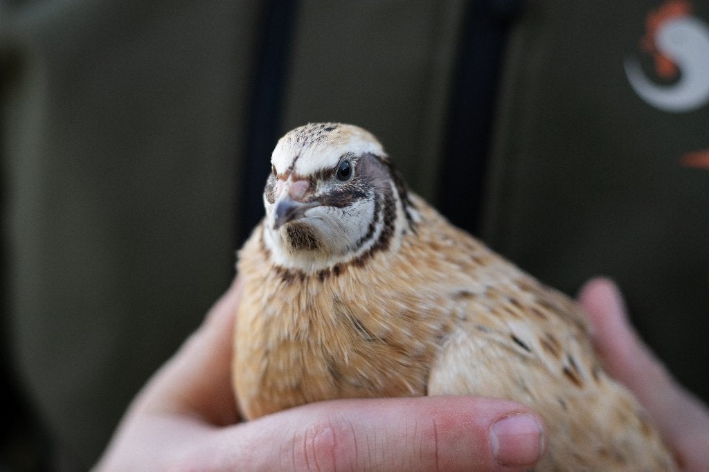 Japanse kwartels | Rustige dieren | Passend advies, Dieren en Toebehoren, Pluimvee, Meerdere dieren, Overige soorten