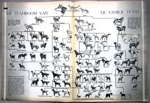 Artikel over honden 1953 Stamboom van de familie Hond, Ophalen of Verzenden, Gebruikt, A1 t/m A3, Film en Tv