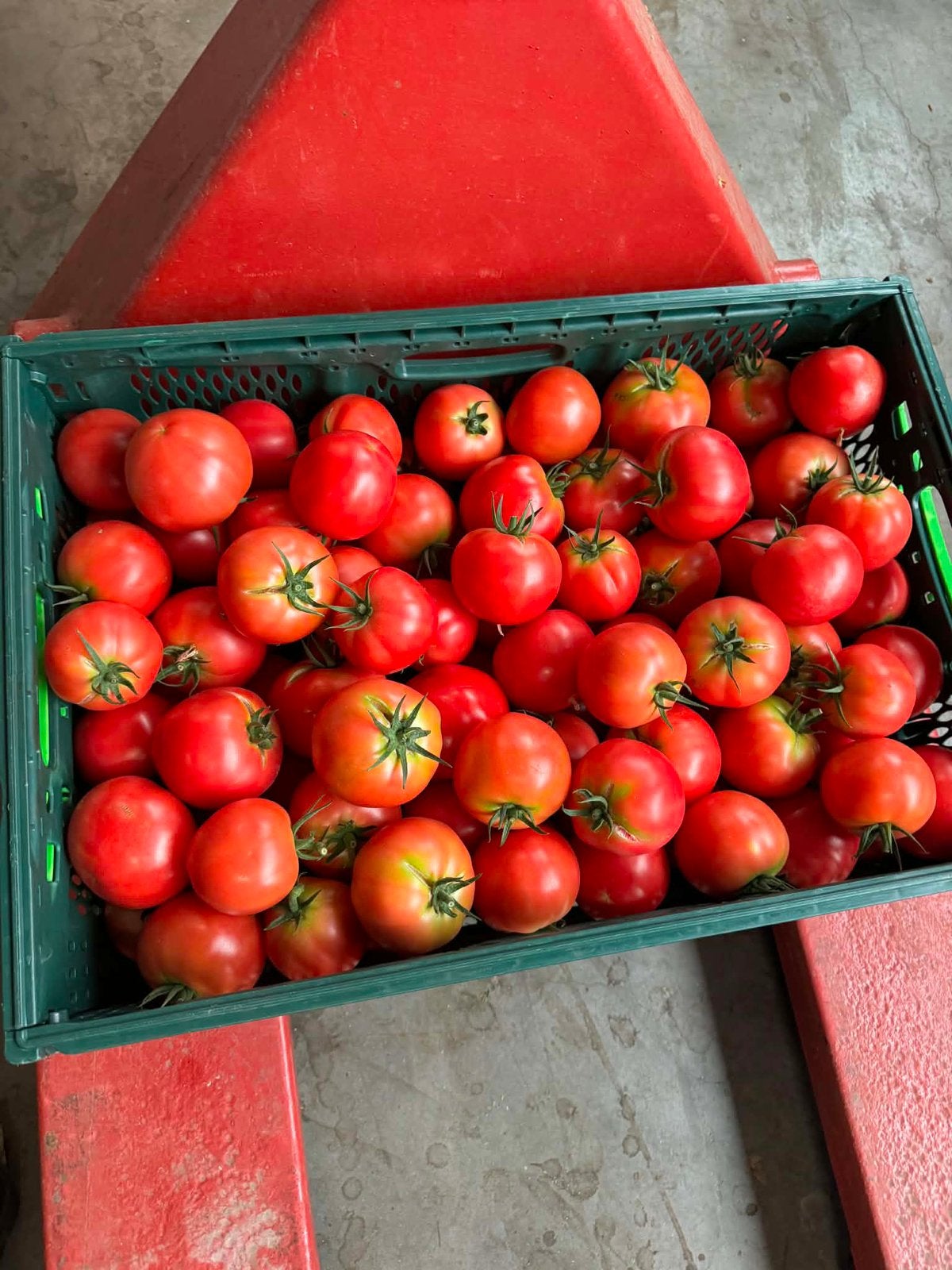 Verse tomaten, Ophalen