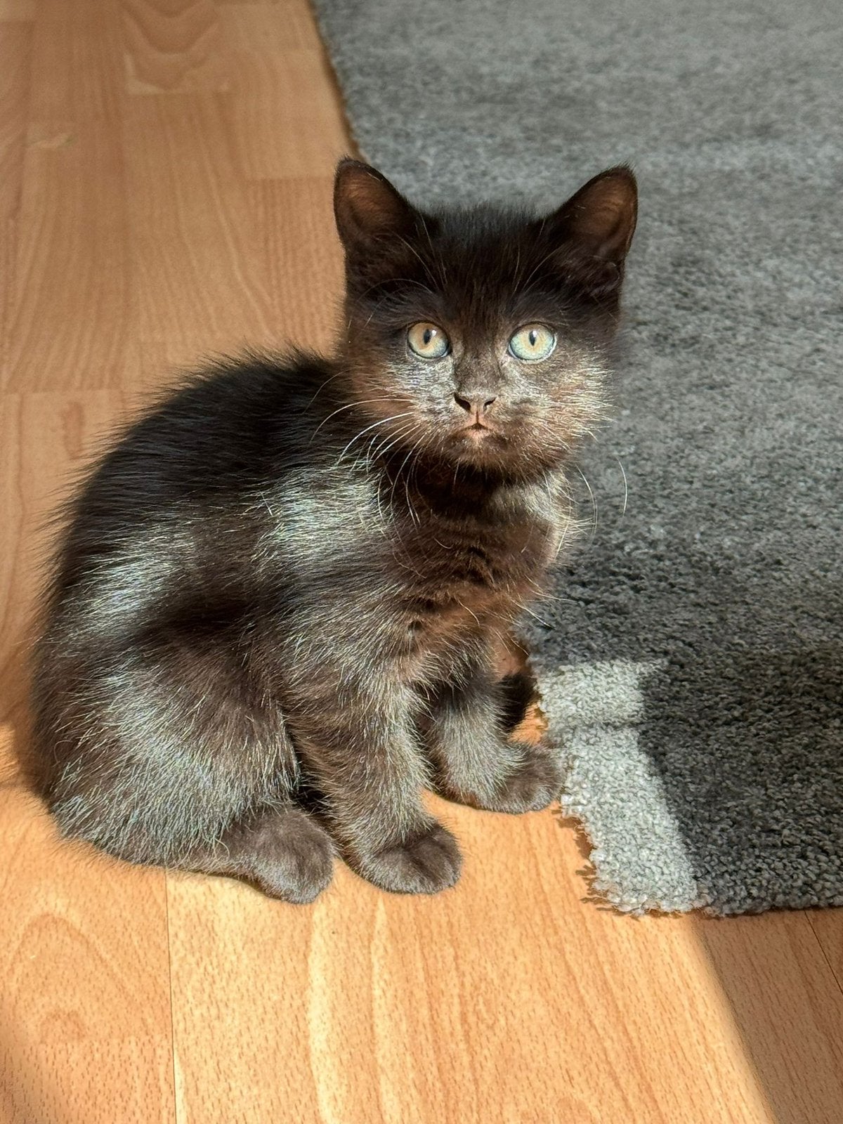 Kat brits, Kater