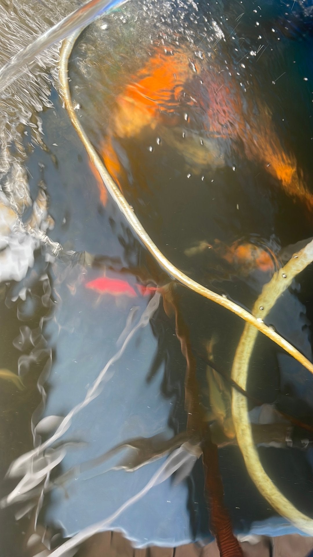 Koi karpers 10 tot 45 cm, Karper of Koi